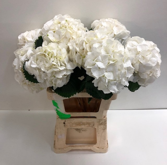 Hydrangea schneeball.jpg